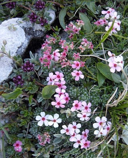 Androsace villosa /Androsace appenninica